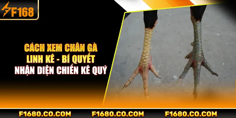 Cách Xem Chân Gà Linh Kê - Bí Quyết Nhận Diện Chiến Kê Quý