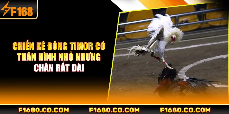 Chiến kê Đông Timor có thân hình nhỏ nhưng chân rất dài