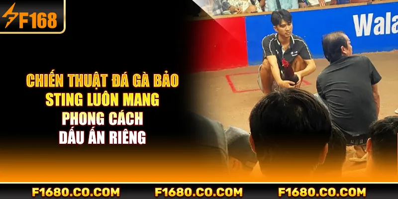 Chiến thuật đá gà Bảo Sting luôn mang phong cách, dấu ấn riêng