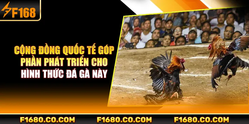 Cộng đồng quốc tế góp phần phát triển cho hình thức đá gà này