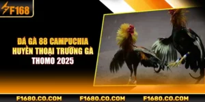 Đá Gà 88 Campuchia - Huyền Thoại Trường Gà Thomo 2025