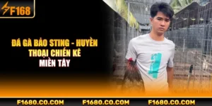Đá Gà Bảo Sting - Huyền Thoại Chiến Kê Miền Tây