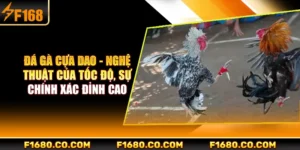 Đá Gà Cựa Dao - Nghệ Thuật Của Tốc Độ, Sự Chính Xác Đỉnh Cao