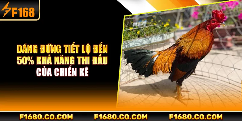 Dáng đứng tiết lộ đến 50% khả năng thi đấu của chiến kê